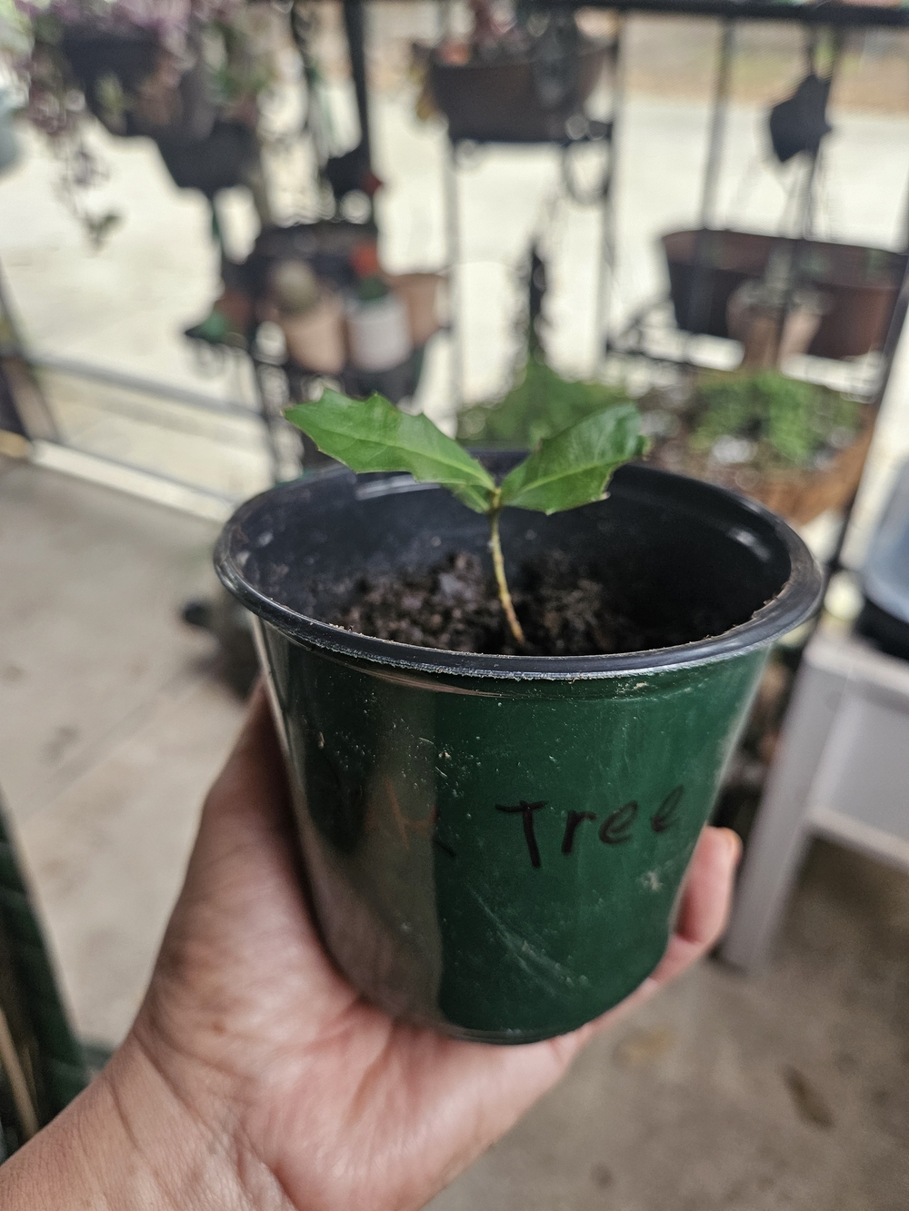 Live Rooted Oak Tree Seedling